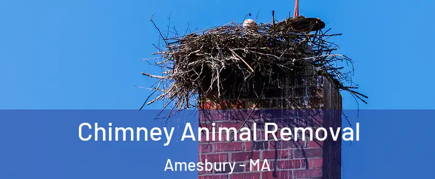  Chimney Animal Removal Amesbury - MA